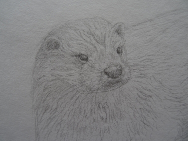 Otter